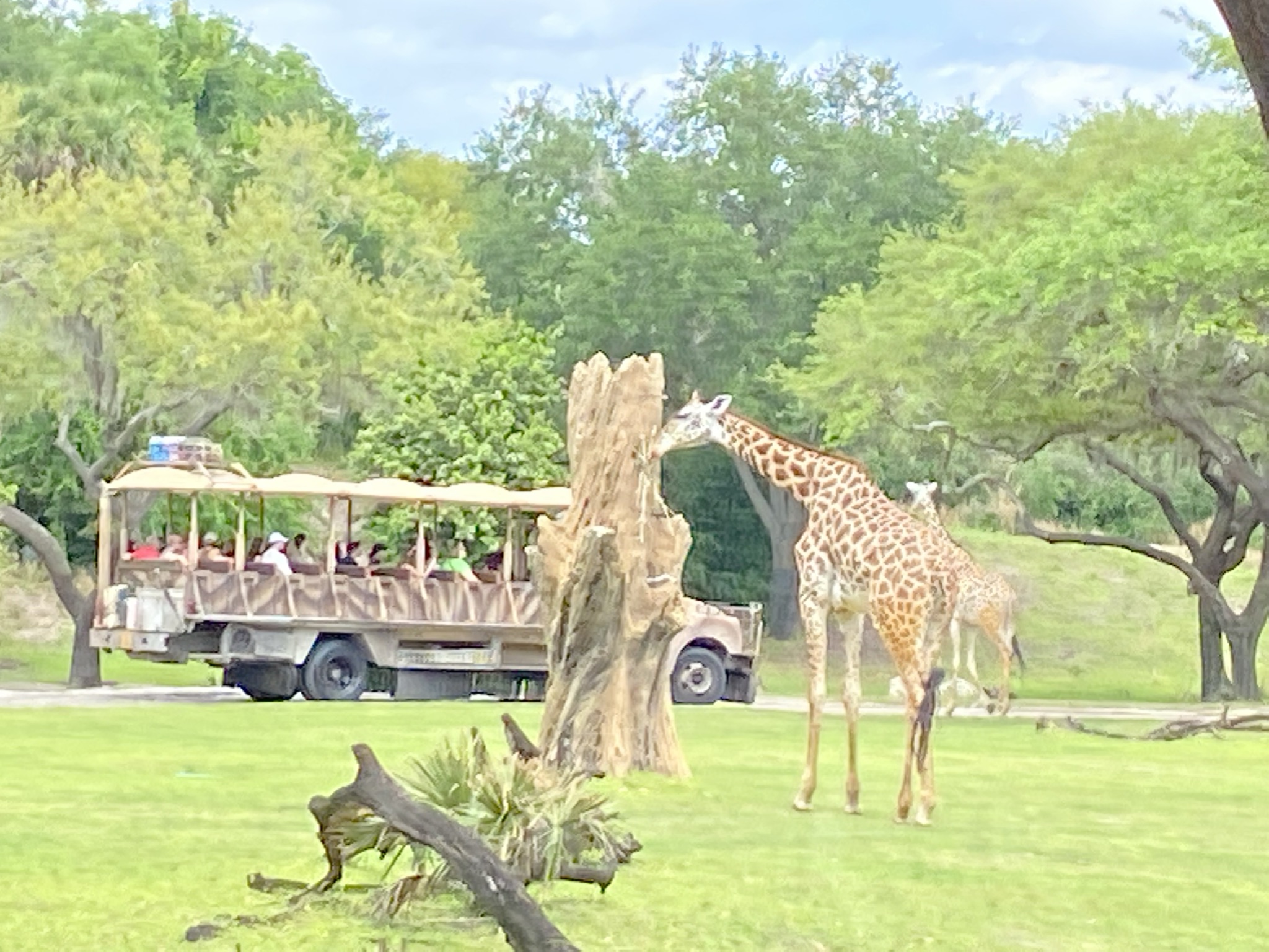 Kilamanjaro Safari in Animal Kingdom Park at Disney World Florida