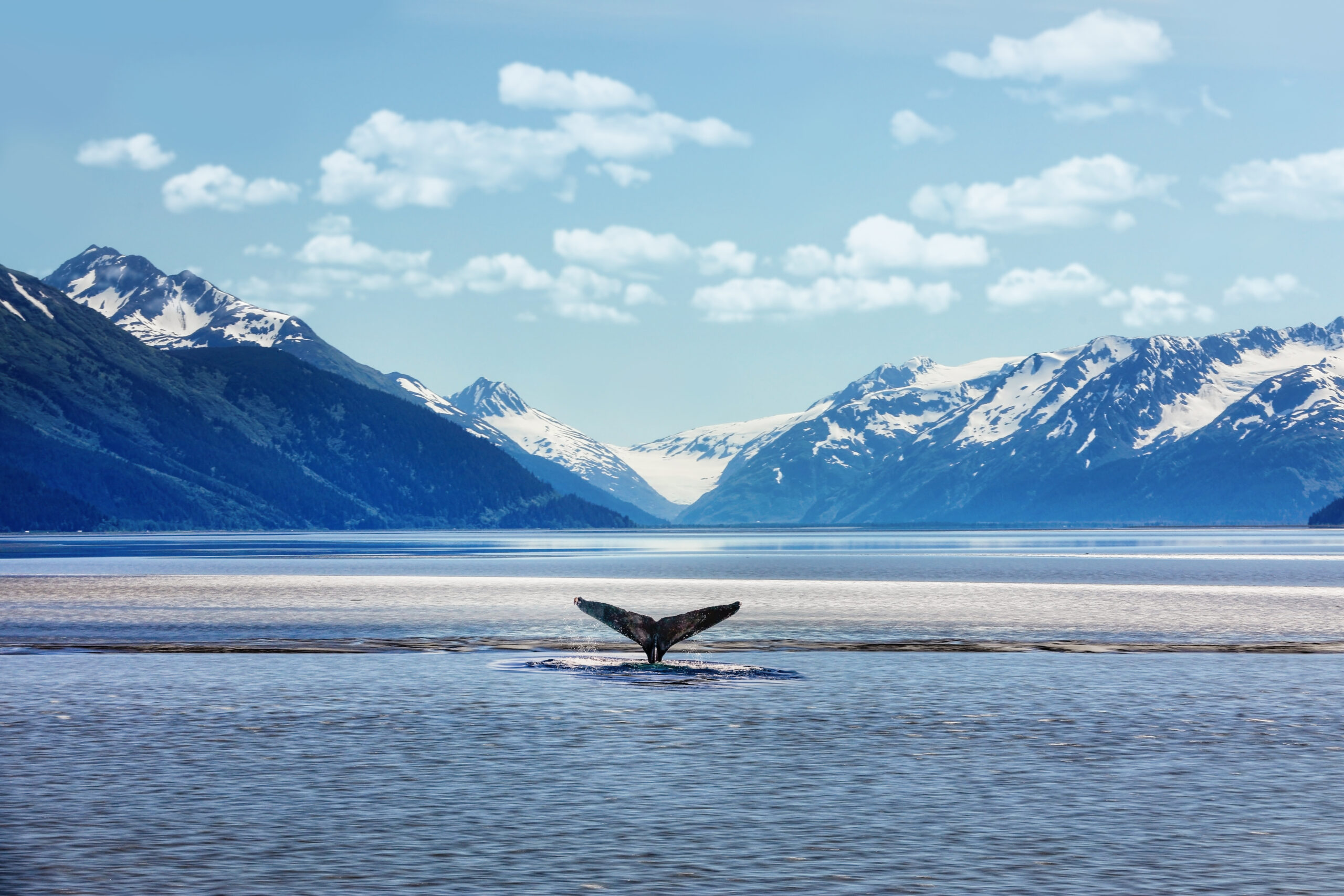 alaska scenery with whale tale in water