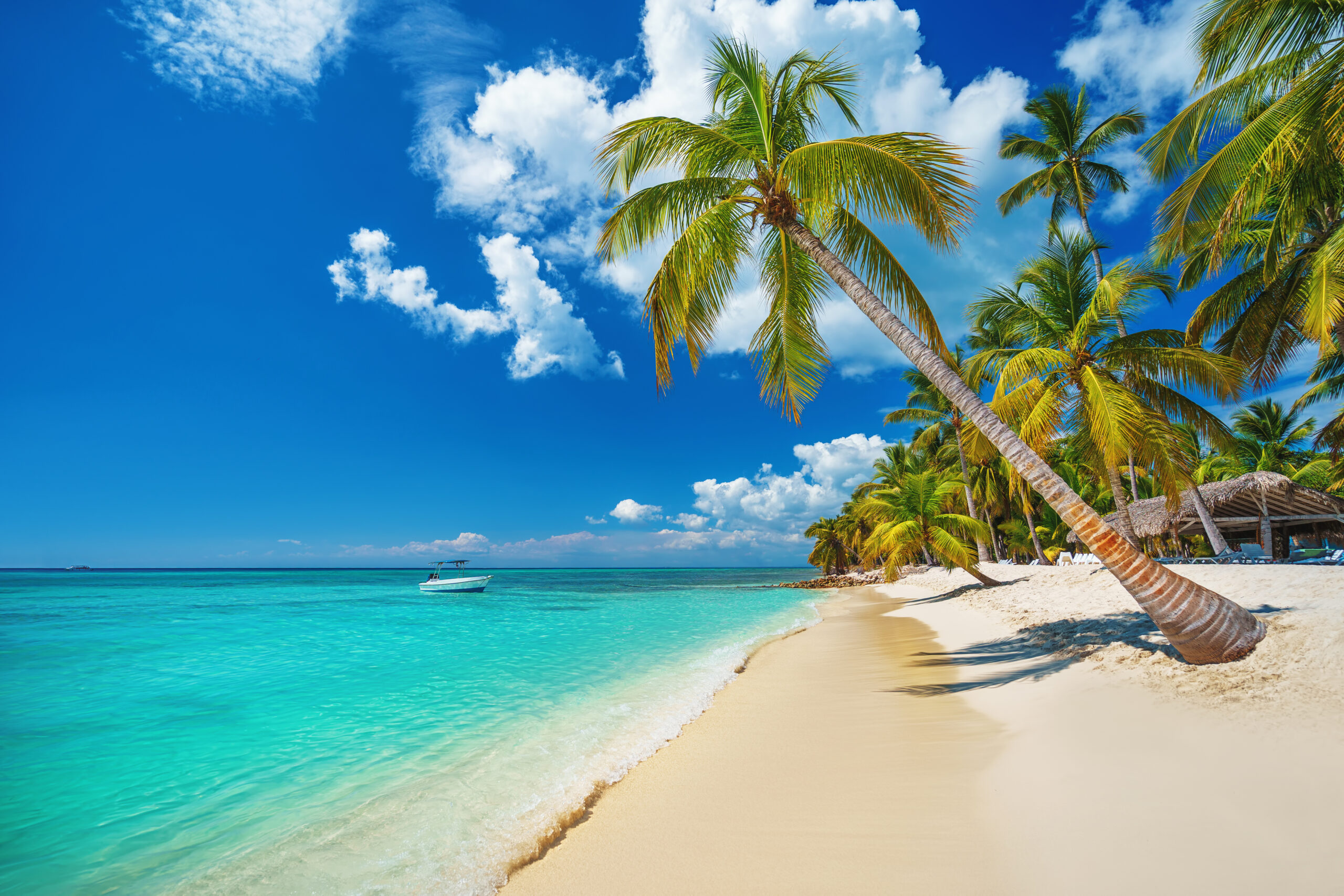 beautiful caribbean beach with aqua clear waters and palm tree
