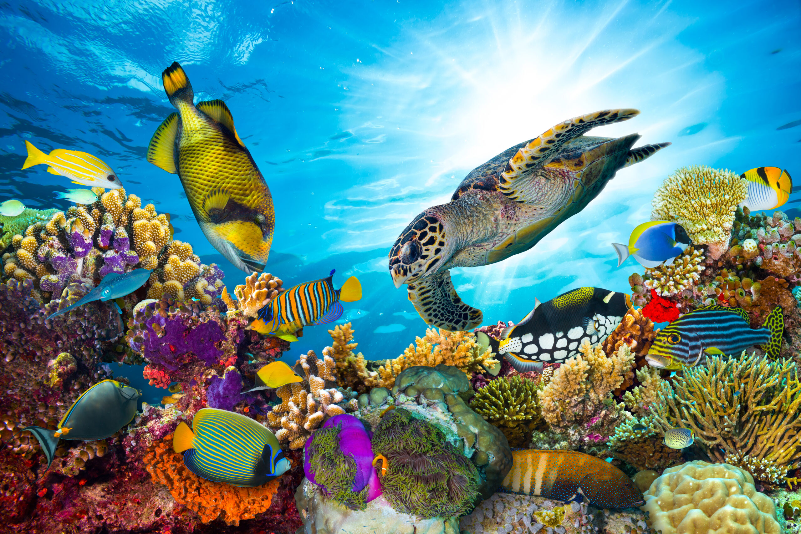 colorful coral reef with many fishes and sea turtle in great barrier reef australia new zealand