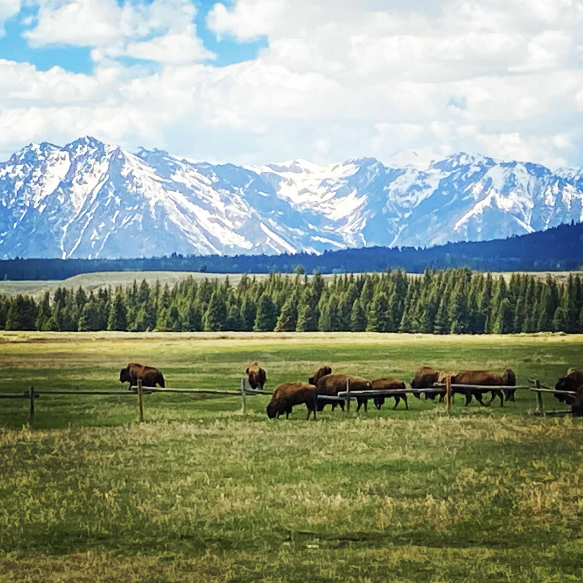 Grant teton national park wyoming with buffalo