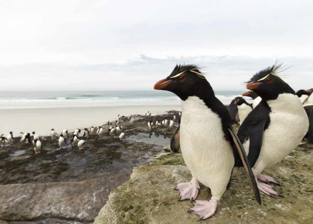 Close up of Southern rockhopper penguins in Saunders, Falkland Islands