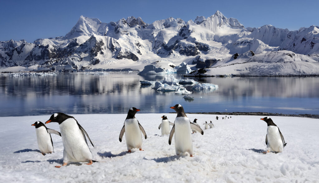 Gentoo Penguins on Danko Island on the Antarctic Peninsula in Antarctica