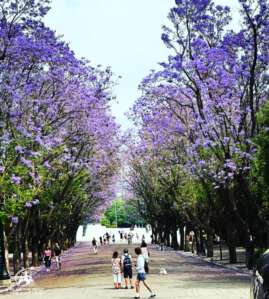 Jacaranda trees blooming in the Athens Greece citycenter. These beautiful blue purple flowers bloom in the spring