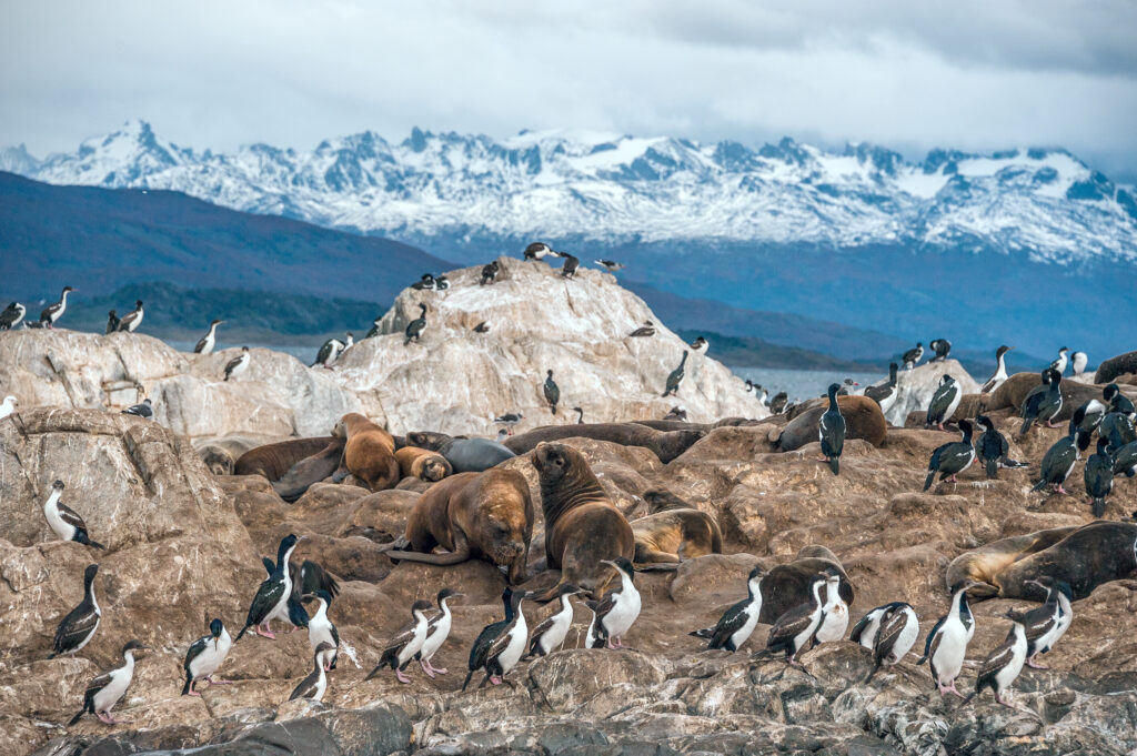 King Cormorant colony sits on an Island in the Beagle Channel. Sea lions are visible laying on the Island as well. Tierra del Fuego, Argentina - Chile