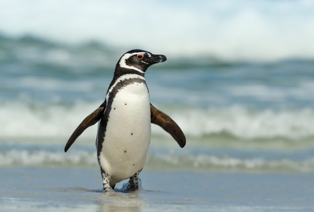 Magellanic penguin coming ashore 