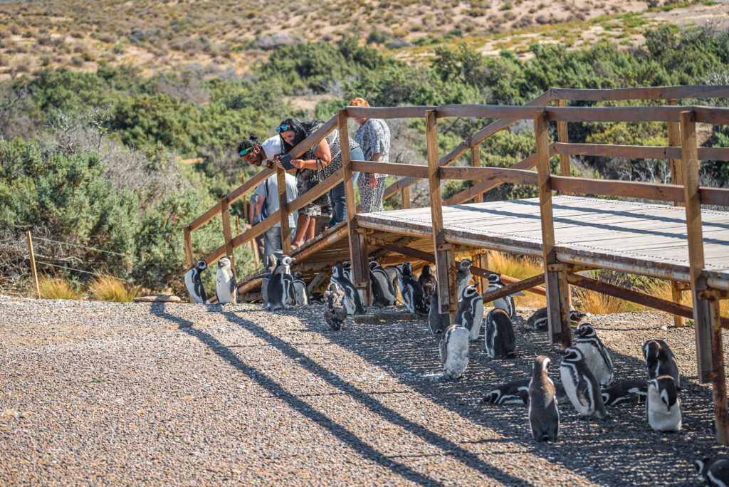 Magellanic penguin like to stay in the shade under the wooden boardwalks at the nest, Punta Tombo, Patagonia, Argentina