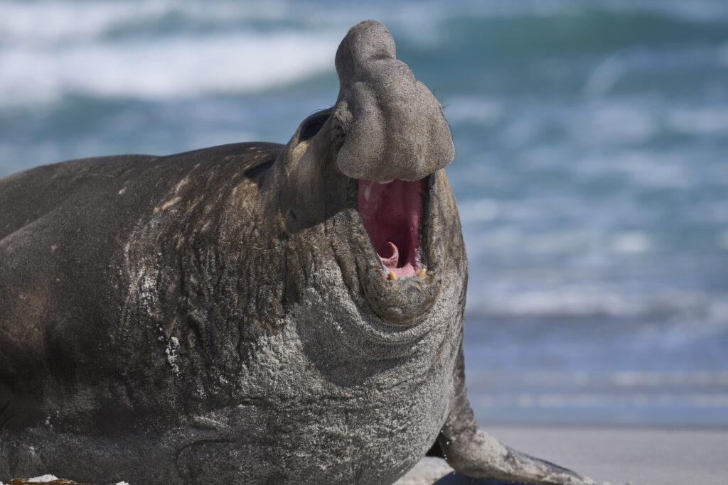 Male Southern Elephant Seal calling on the coast of Sea Lion Island in the Falkland Islands
