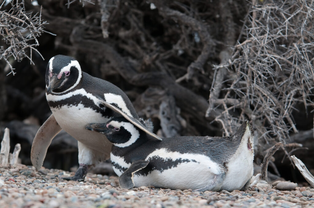 Male magellan Penguins embracing his female after mating and hiding under some bush near their nest.