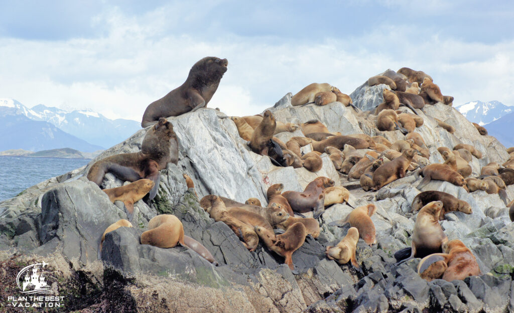 Sea Lions Colony, Beagle Channel, Argentina 