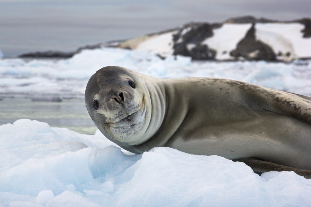 Sea lion lying on ice in Antarctica 