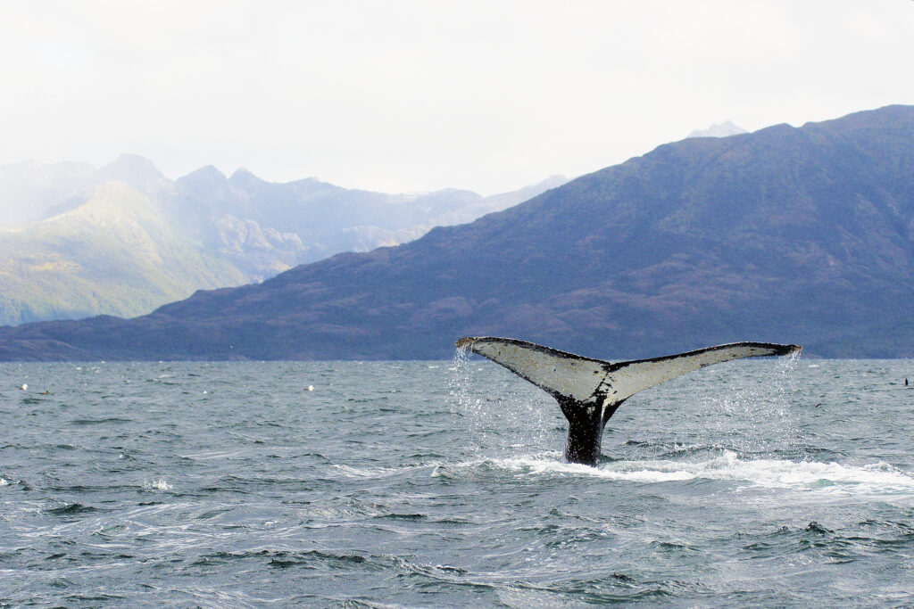 Tail of a Humpback Whale in Strait of Magellan, Chile with mountains