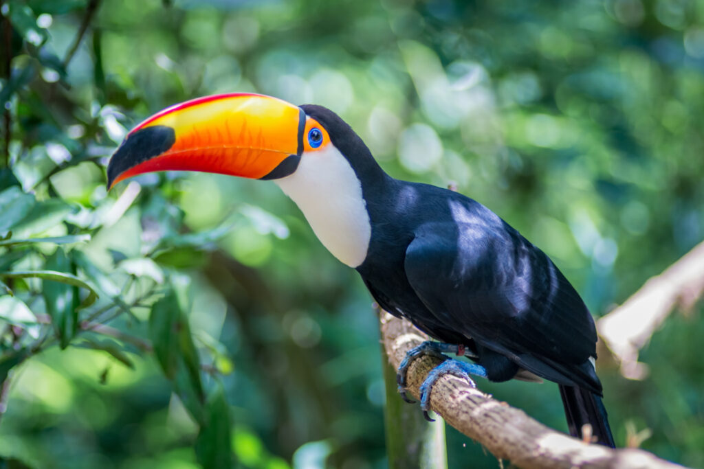 Tucano-toco bird in rainforest around Iguazu falls brazil