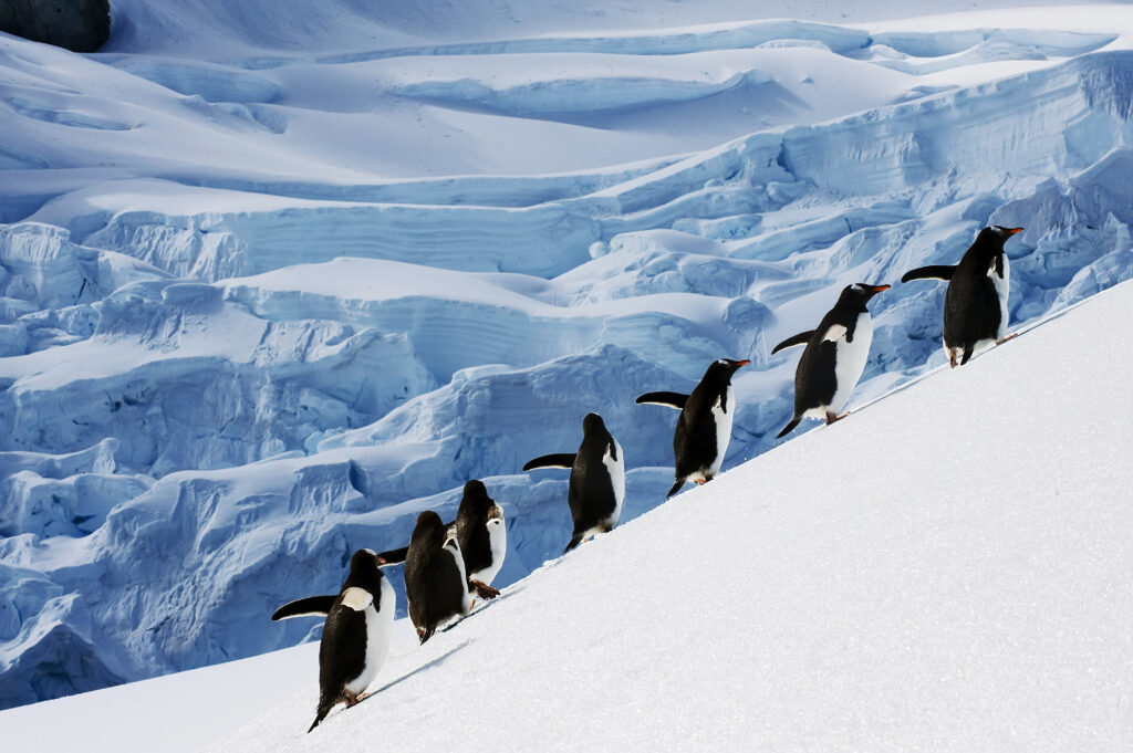 a group of penguins on a mission in antarctica 
