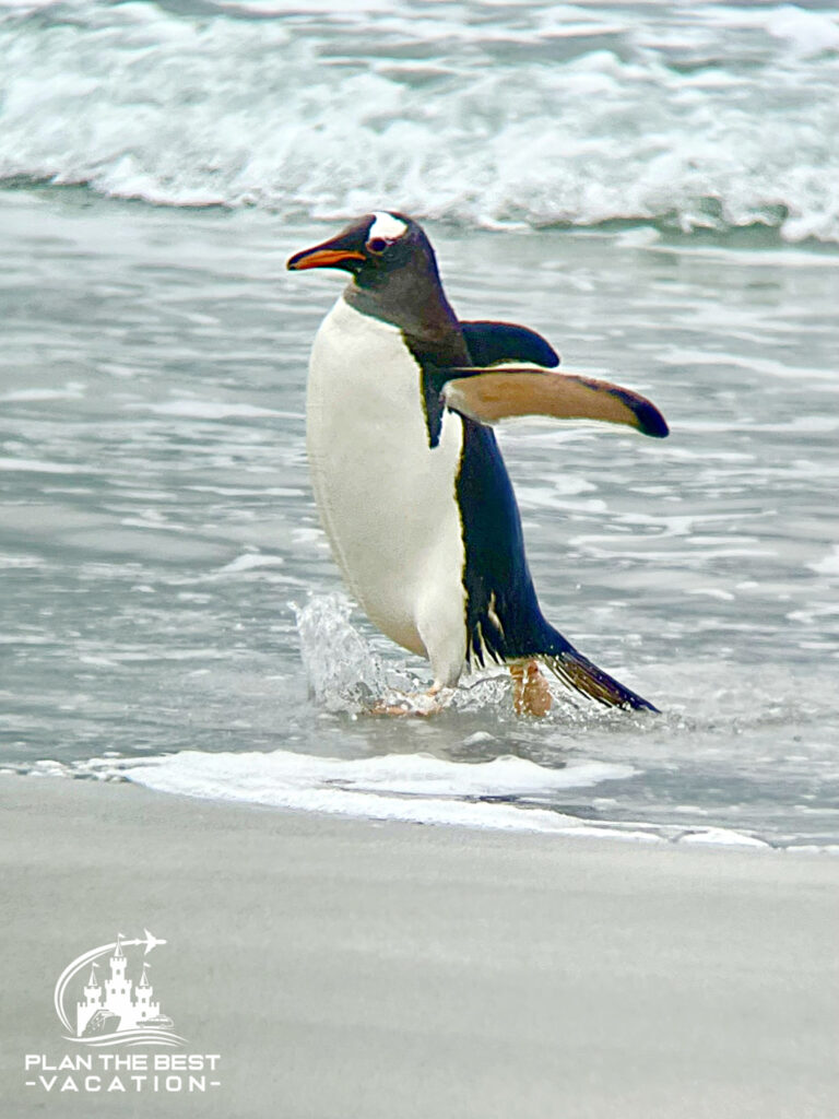 adorable penguins playing on the beach in falkland islands