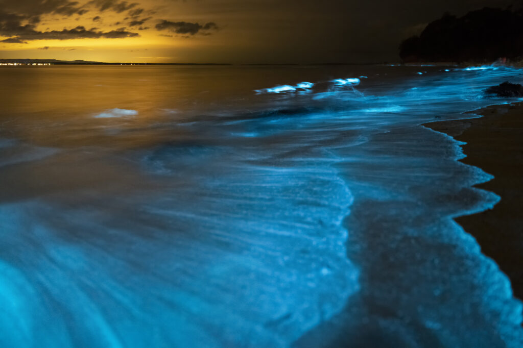 Bioluminescent Bay, Puerto Rico