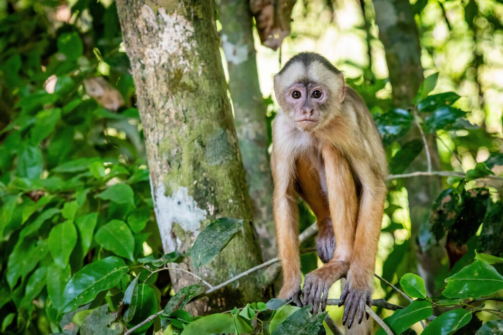 capuchin monkey in the amazon rainforest in brazil
