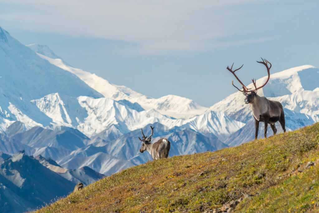 caribou in mount denali national park alaska