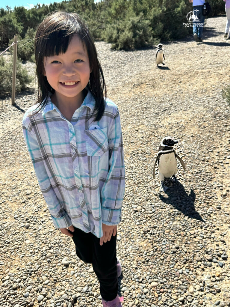 cute girl walking among the little penguins