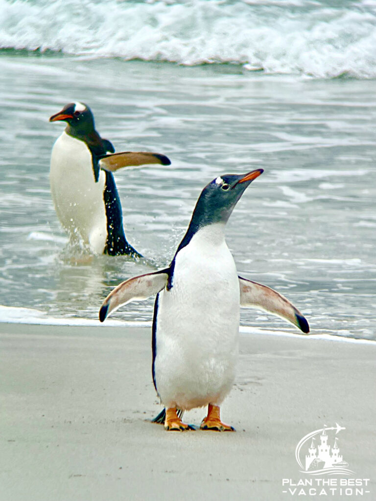 cute penguins on the beach in south america