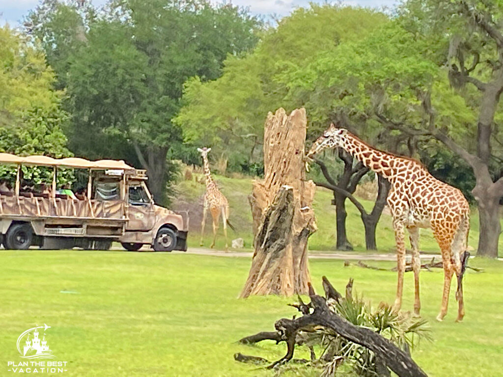 disney world animal kingdom kilamanjaro safari ride
