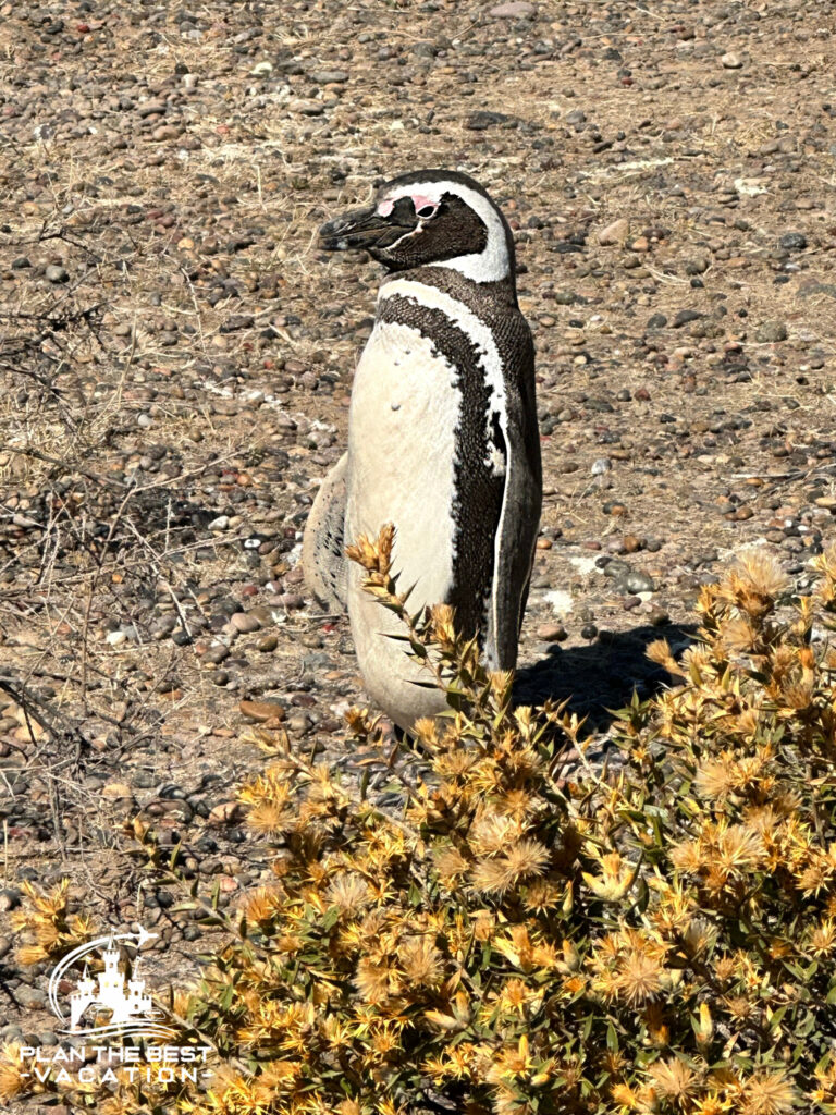 dry surroundings that magellenic penguins like for rookery