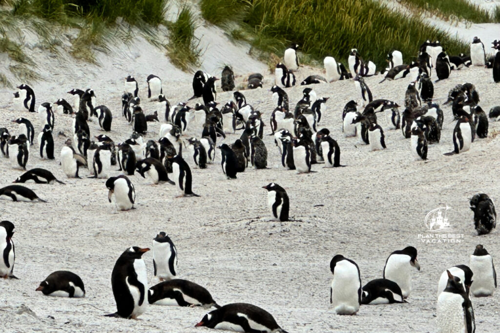 hundreds of gentoo penguins on berthas beach falkland islands