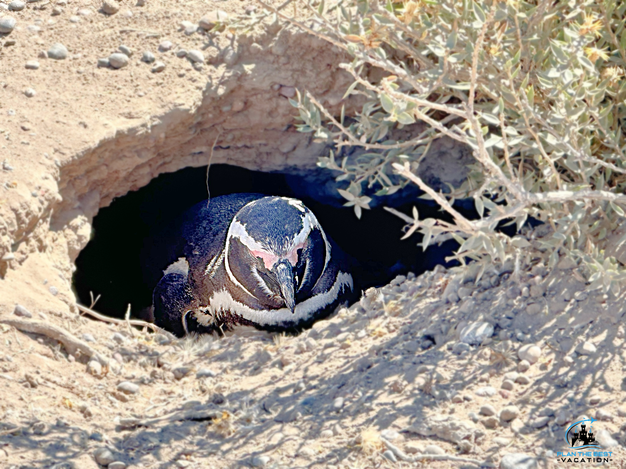 What to See in Puerto Madryn Argentina - PENGUINS - Plan the Best Vacation