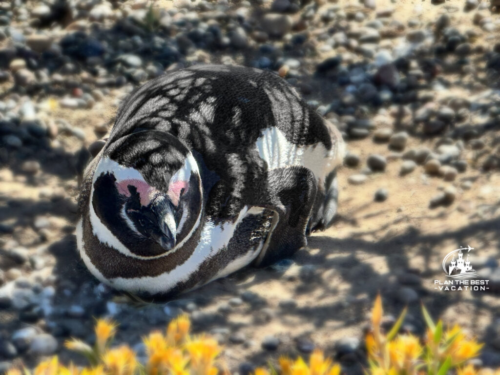 magellenic penguin in puerto madryn argentina shore excursion