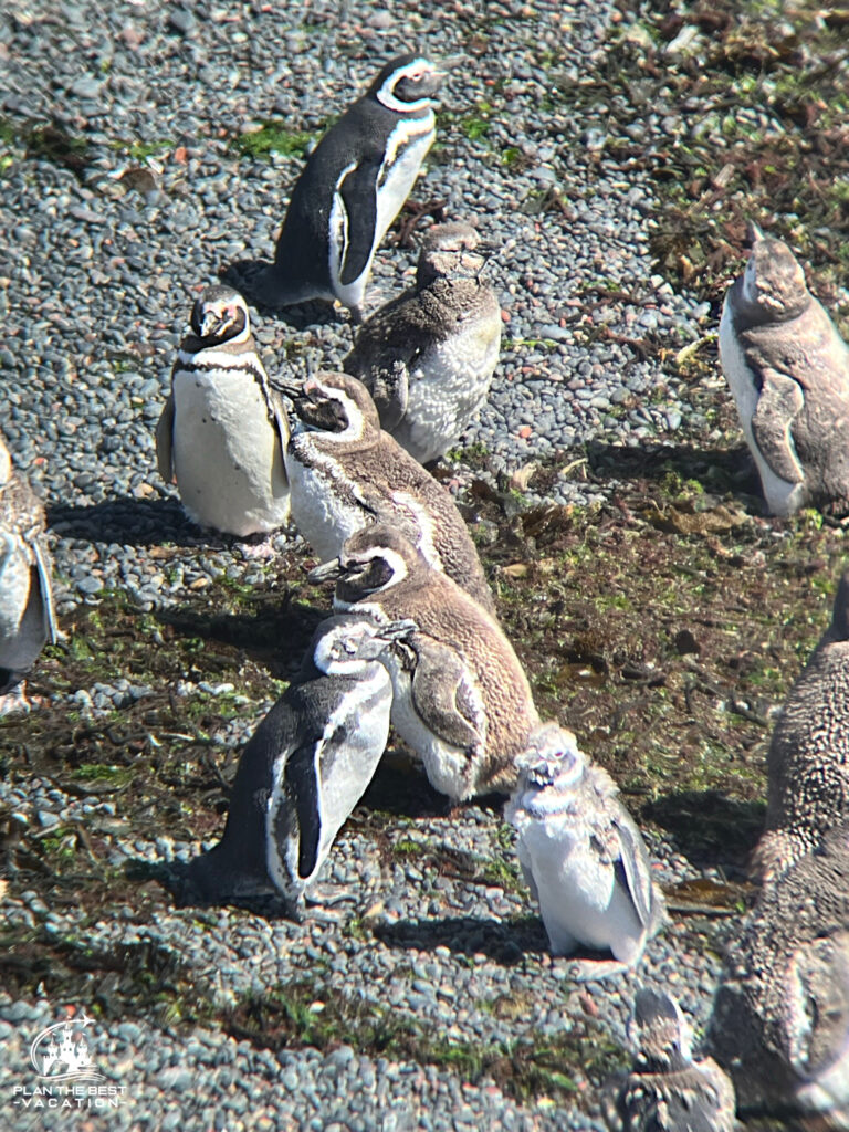 magellenic penguins including chicks with brown fur and molting