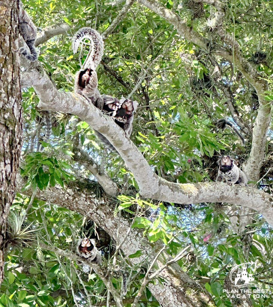 monkeys in tree in rio de janeiro brazil