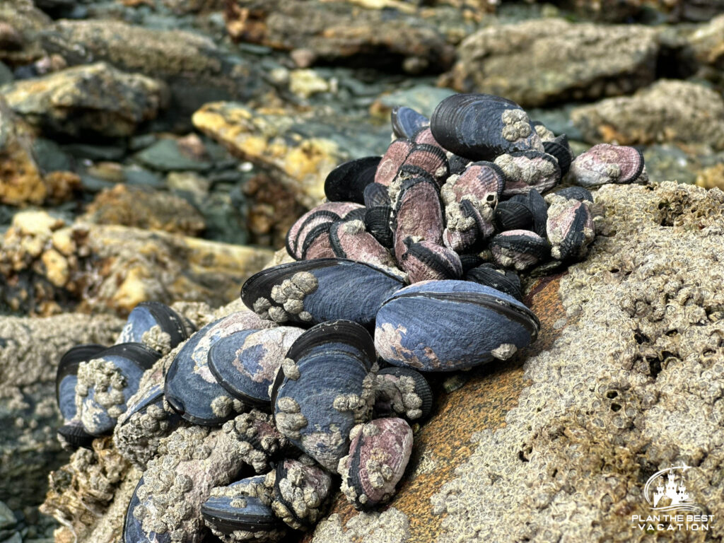 mussels and clams along the rocks of lake in tieera de fuego national park