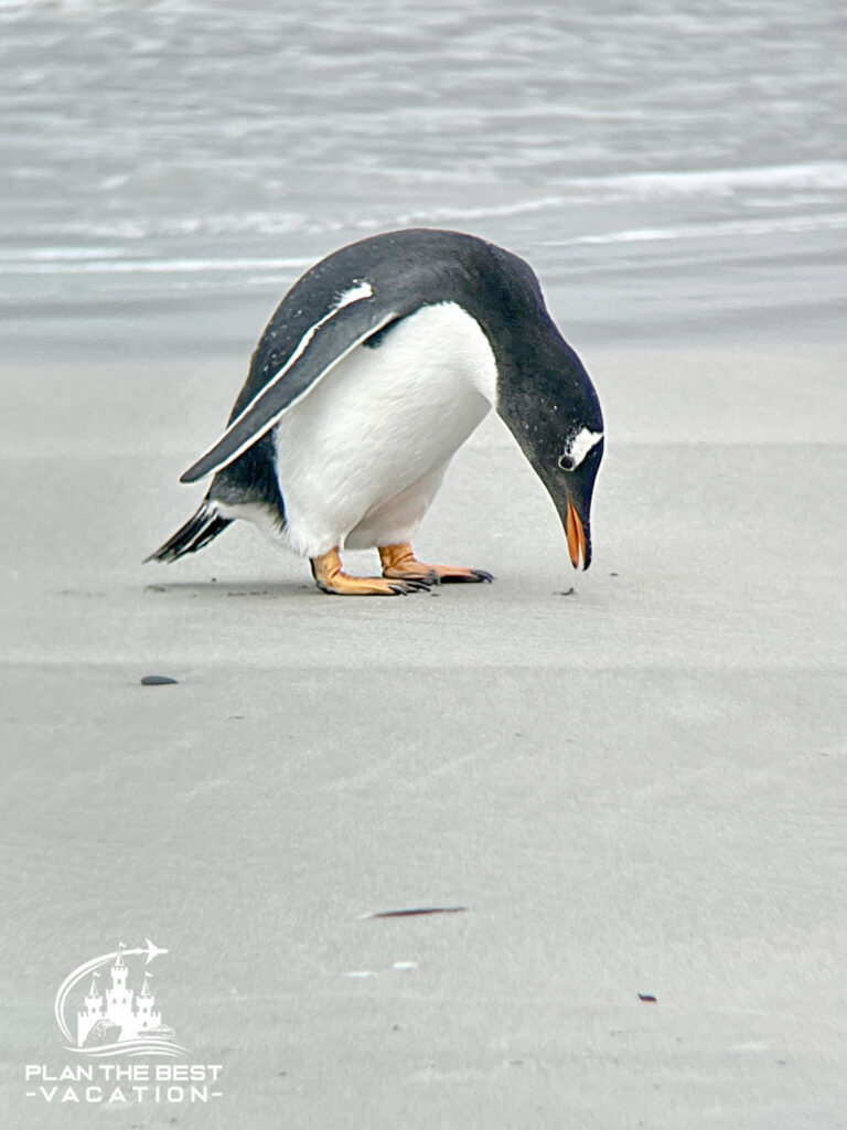 penguin exploring something in the sand at the beach