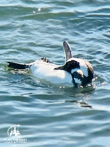penguin swimming on back in puerto madryn argentina
