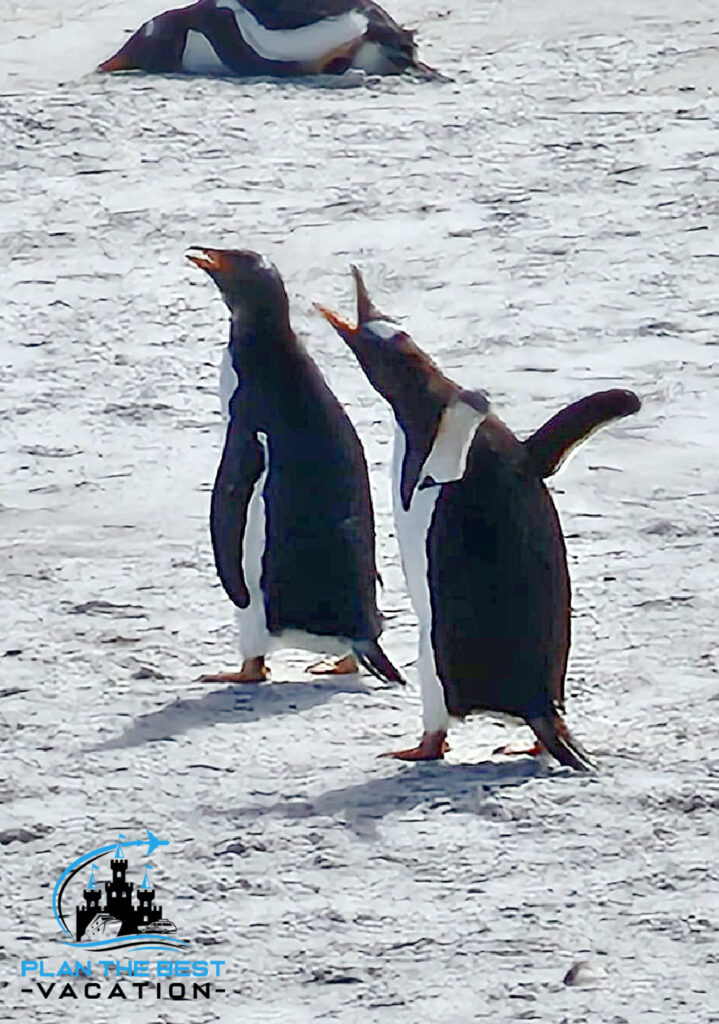 penguin with beak open vocalizing with other penguin friends