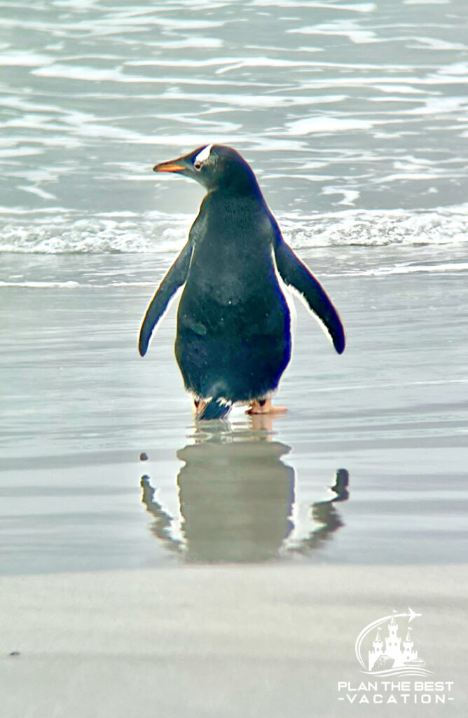 penguin with reflection in the water on the beach in argentina