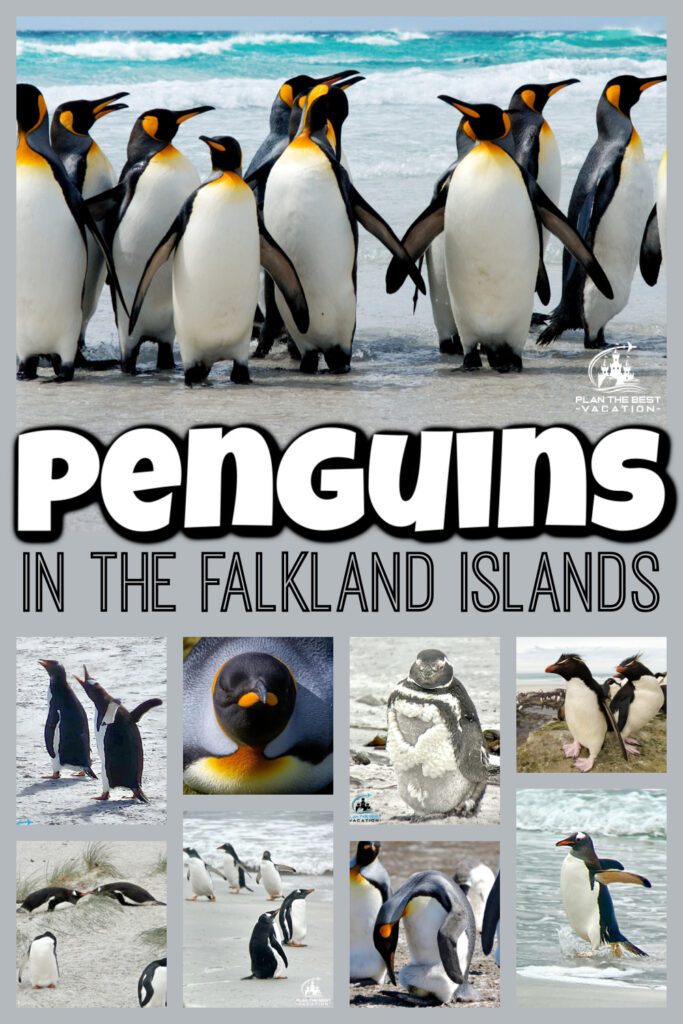 If you get the chance to visit Falkland Islands I highly recommend it. These charming islands are at the bottom of South America, a British Territory, and a delightful way to see hundreds of playful penguins on the sandy shores. Whether you visit Stanley as a stop on your Antarctica cruise, or you spend a week vacationing here, your family will love watching the elephant seals, gentoo penguins, magellenic penguins, king penguins, seals, dolphins, whales, birds, and more! Let me share tips for your travel and things to do Falkland Islands.