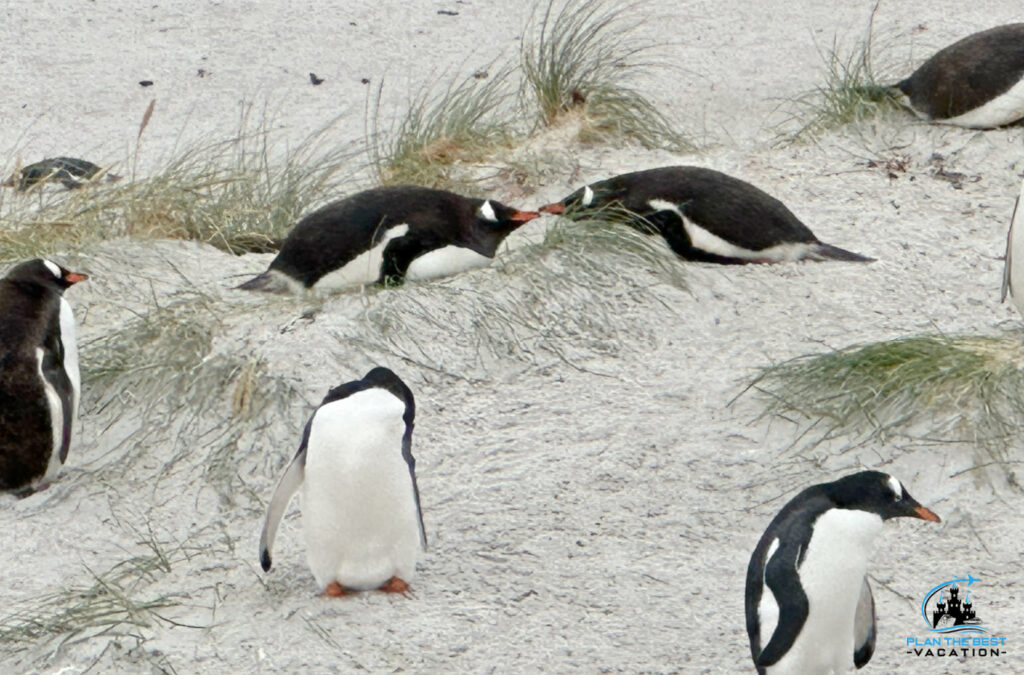 penguins kissing at yorkie bay beach in falkland islands