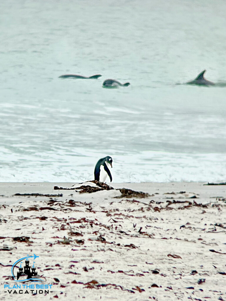penguins on the beach with pod of dolphins swiming by in the ocean