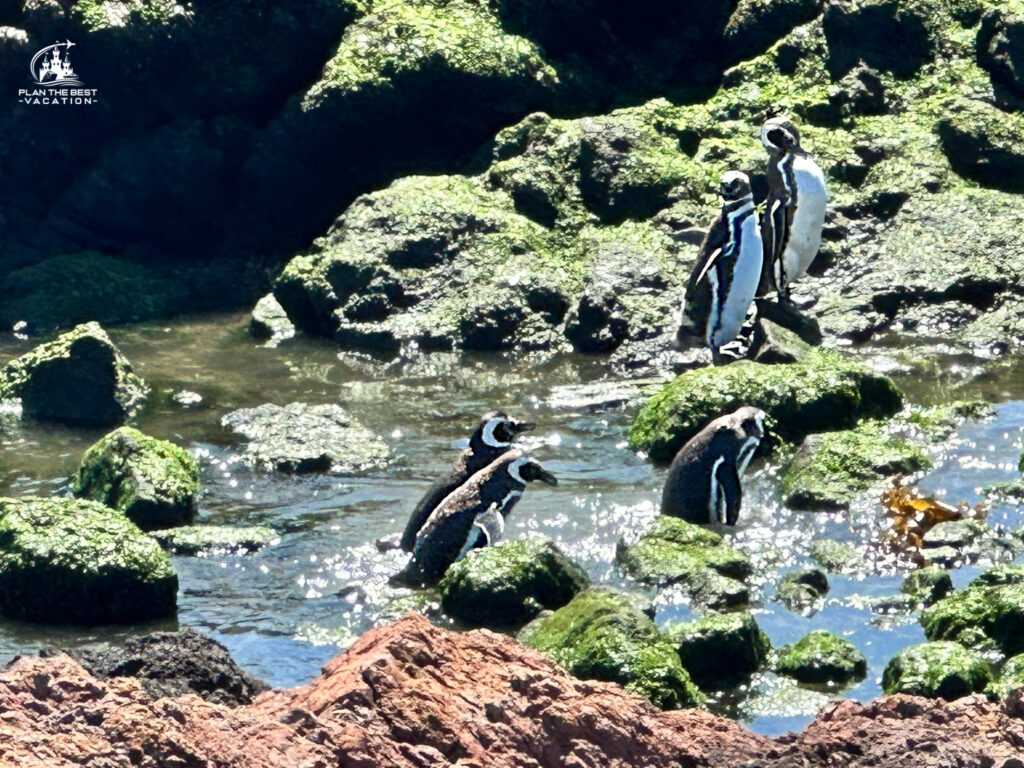 penguins playing in the water by the rocky, mossy shore