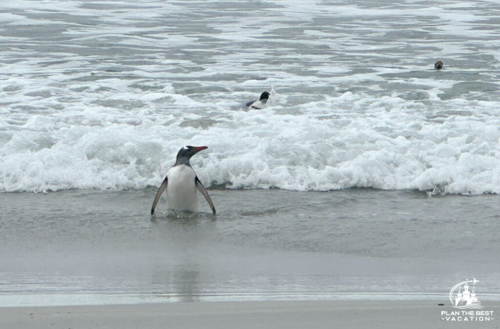 penguins swimming in falkland islands