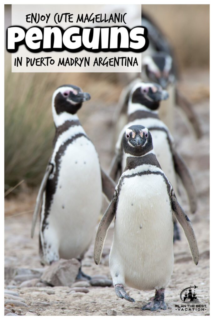 Discover the incredible wildlife of Puerto Madryn, Argentina - from penguins at Punta Tombo to sea lions at Peninsula Valdes, there's something for everyone on your next family vacation!