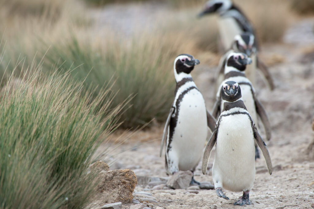 punta tombo penguin rockery penguins marching