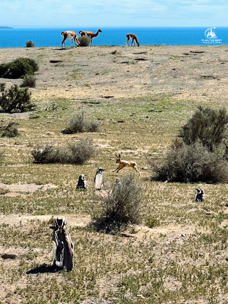 punta tombo penguin rookery wildlife - animals picture are Magellenic Penguins, Patagonian mara, and Guanaco