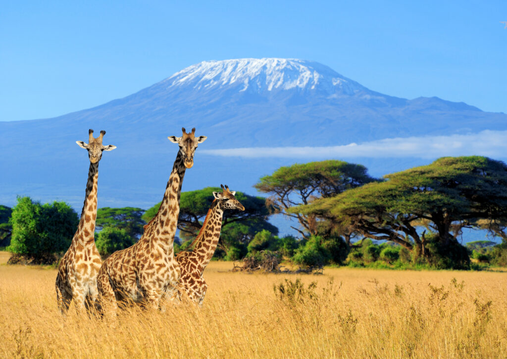 safari to see animals like elephants lios giraffe on Kilimanjaro mount background in National park of Kenya, Africa