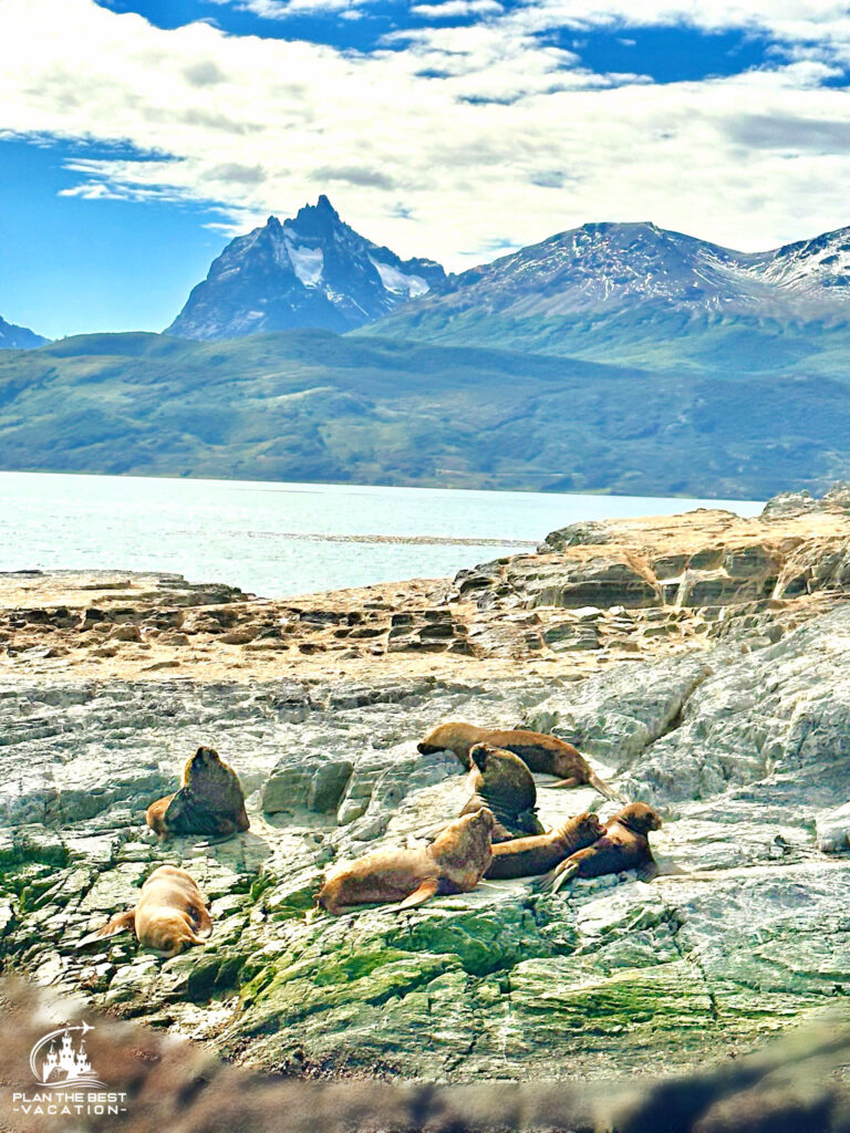 sea lions on island with beautiful andes mountains behind them on beagle channel ushuaia