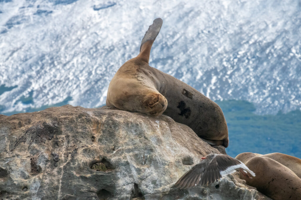 seal waving on rocky islets of the Beagle Channel in Tierra del Fuego area of Ushuaia Argentina