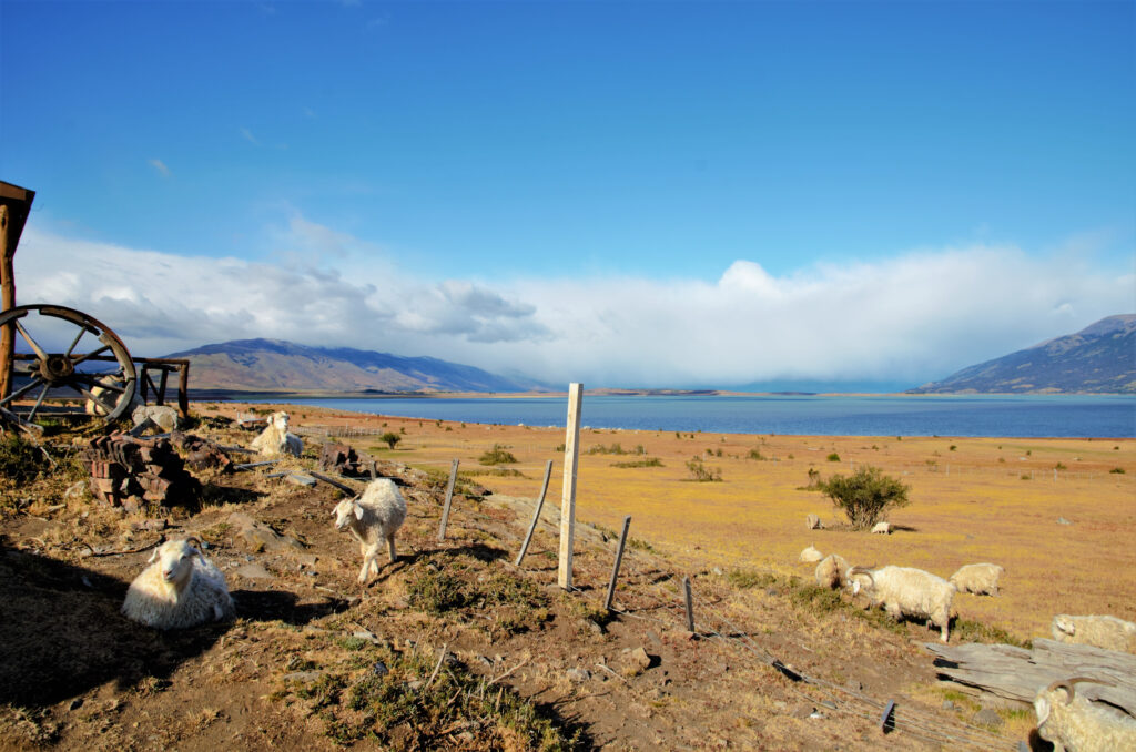 sheep at an estancia in Argentina