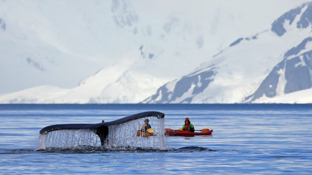 small boat excursion in antarctica with whail tail