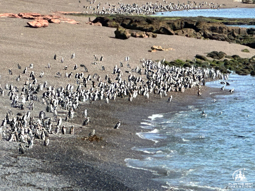 thouands of magellenic penguins on the beach in argentina